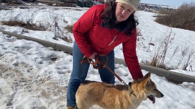 Собаку предали ДВАЖДЫ смотреть онлайн