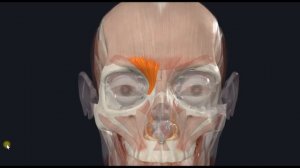 Мышца, опускающая бровь (m. depressor supercilii) 3D Анатомия
