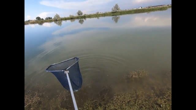 Рыбалка на толстолобика. Первый толстолобик пойманный мной. Поймали крупного толстолобика. смотреть онлайн