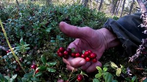 Поиски брусники. Сбор ягод.