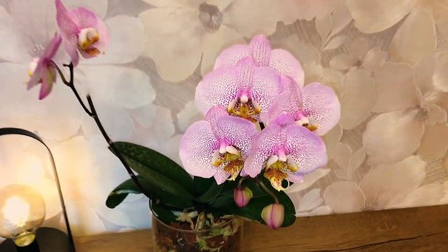 Результат пересадки орхидеи и сравнение двух сортов. Фаленопсис Манхэттен и Розовый дракон смотреть онлайн