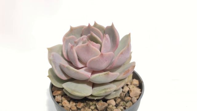 Echeveria ‘Lola’ смотреть онлайн
