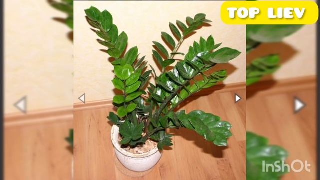 Многие держать дома денежные дерево или толстянка, Но не догадываются ,какую пользу оно может нести смотреть онлайн