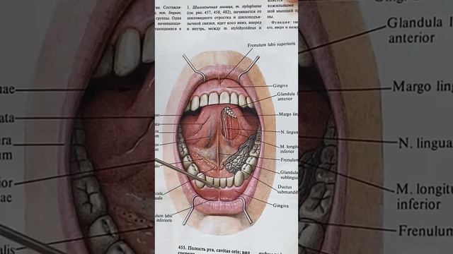 Полость рта ( Пищевод ) Анатомия человека полость ротовая смотреть онлайн