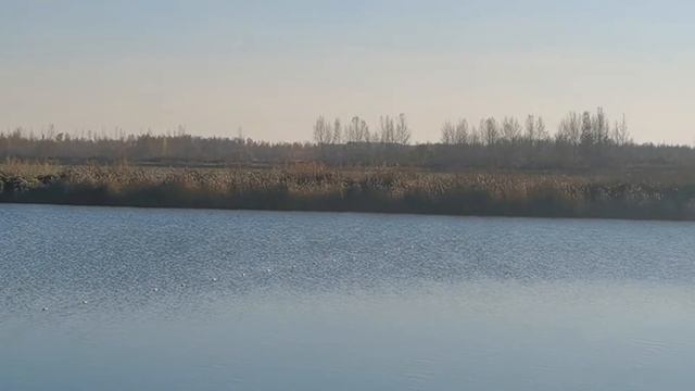 Глухое Новосибирск отлов производителей 2021 на зимовку и на потомство смотреть онлайн