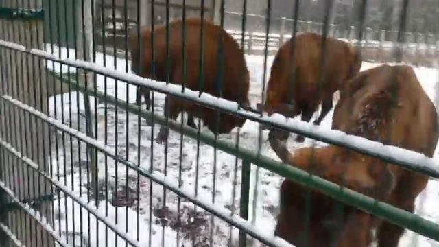 Зубры в живую! 😍🐂 смотреть онлайн