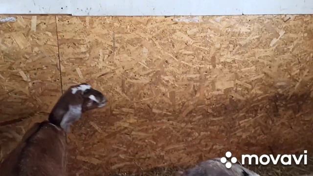 Продажа коз ,козлят Англо- нубийской породы смотреть онлайн