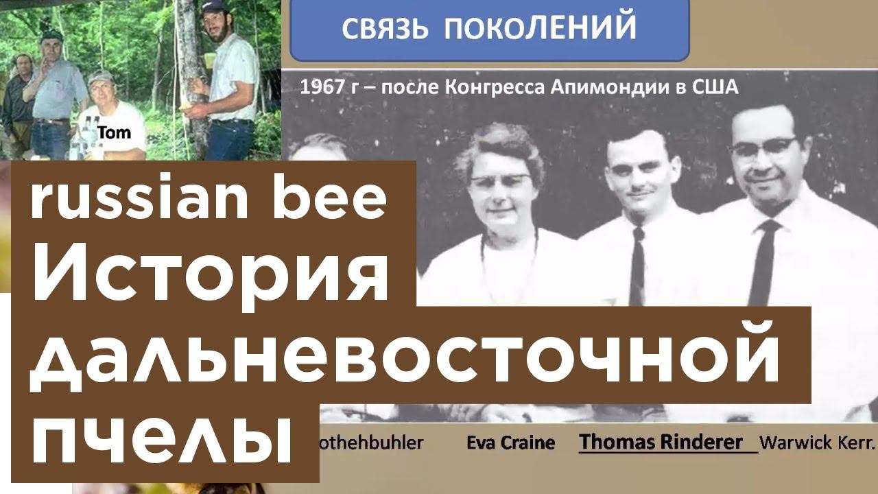 История Дальневосточной пчелы. Russian Bee.