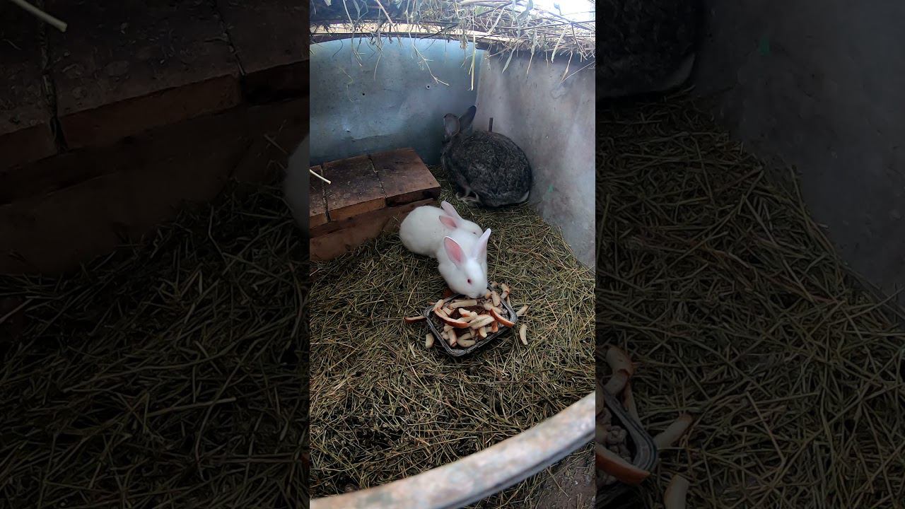 Будущий обед))) А может и нет. смотреть онлайн