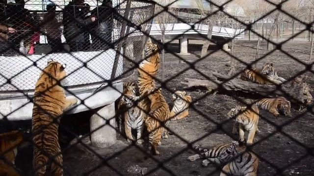 Харбин. Кормление тигров смотреть онлайн
