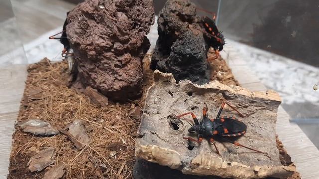 Клопы - хищнецы Psytalla Horrida. ИМАГО. #клопы