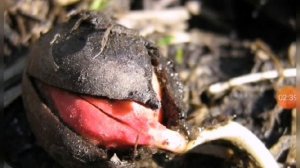 Окружающий мир в 1 классе. "Как живут растения? "