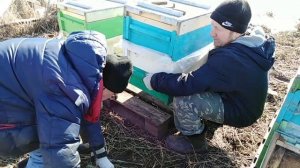 Пчеловодство в Башкирии