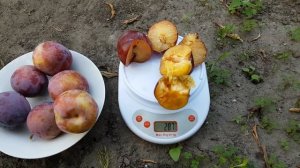 Диплоидная слива Оцарк Премьер (22.07.2018)