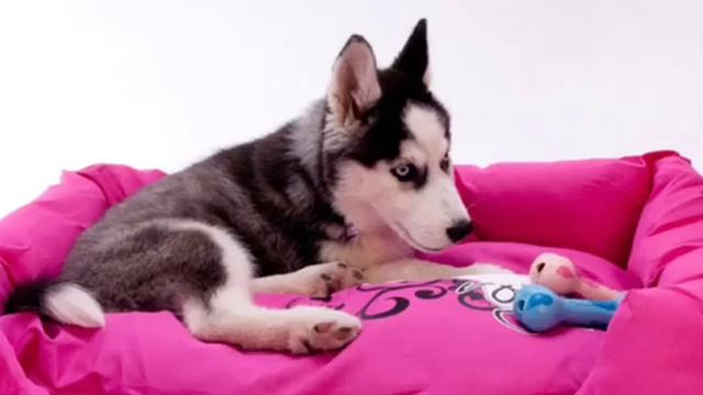 Лежак Spice Podz Rogz смотреть онлайн