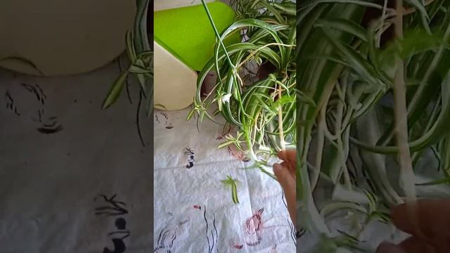 #𝚂𝚑𝚘𝚛𝚝𝚜 Как омолодить хлорофитум! 🌱 смотреть онлайн