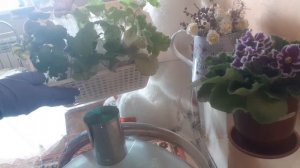 РАСПАКОВКА ПОСЫЛКИ С ГЕЙХЕРАМИ. Посадка и уход.