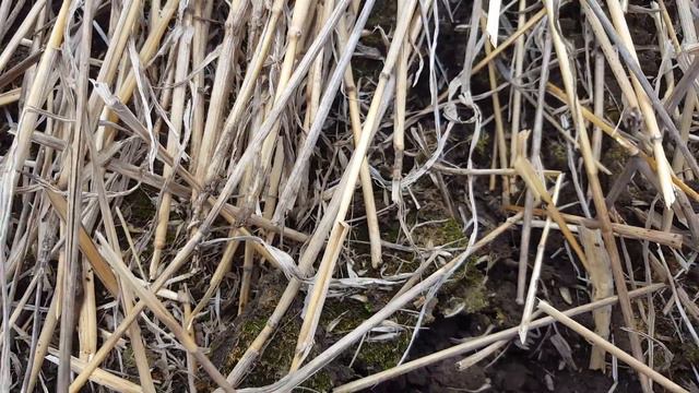 No-till. Посев подсолнечника 14.04.2017 смотреть онлайн
