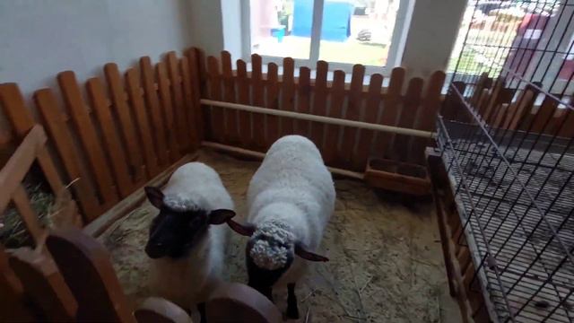 Море эмоций и восторгапосетили контактный зоопарк! А еще новый друг!