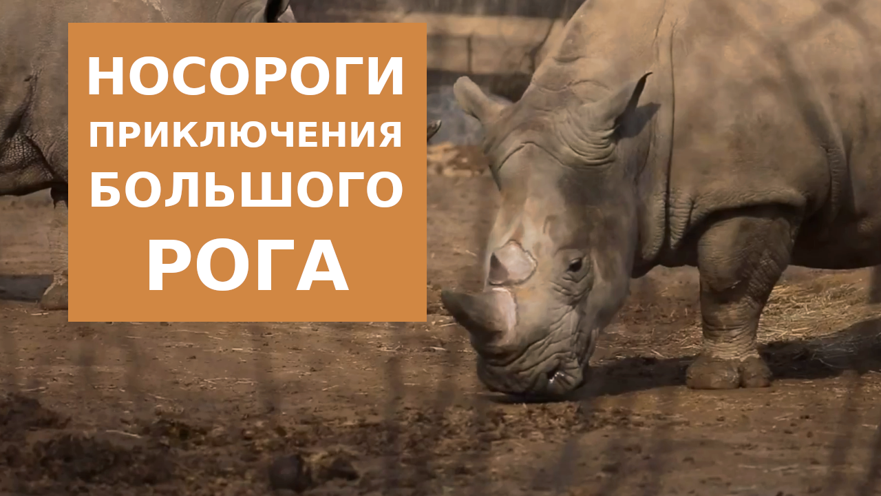 Носороги или как живет носорог смотреть онлайн