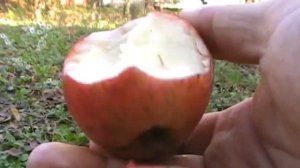 Сорт яблони Пинова. Обзор сорта