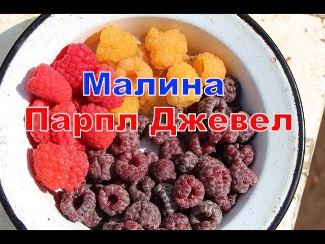 Малина Парпл Джевел часть 2 смотреть онлайн