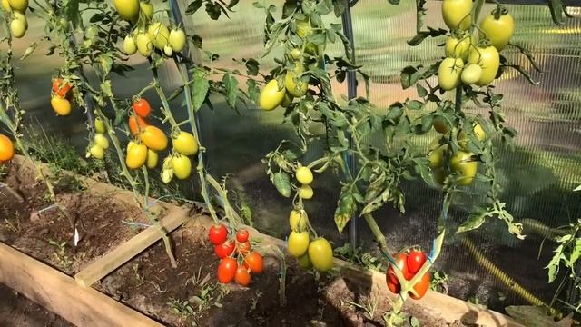 ? Обзор на помидоры ? " Русская империя " F1 от Седек смотреть онлайн