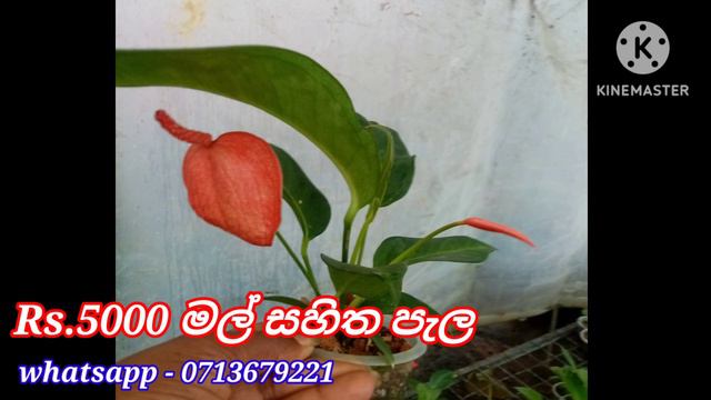 පිග්ටේල් ඇන්තුරියම් පැල මිලදි ගැනිම.pigtel anthurium wagawa.malmithuro.sri lanka. смотреть онлайн