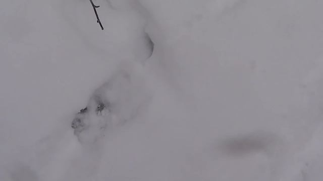 Охота. Промысел в тайге. Лайка на охоте. Подготовка путиков | 18+ смотреть онлайн