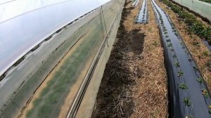 Боковое проветривание теплицы. как устроено. плюсы и минусы.