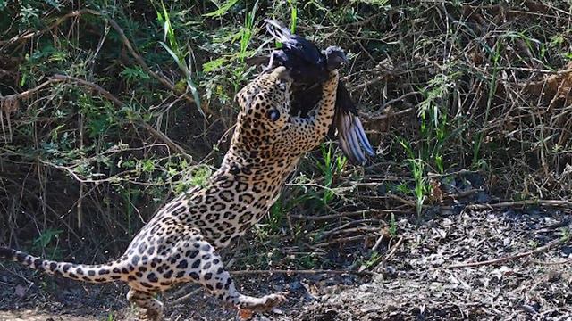 10 Animals That Could Defeat a GORILLA смотреть онлайн