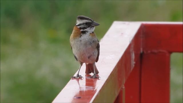 Chingolo (Zonotrichia Capensis): VOZ
