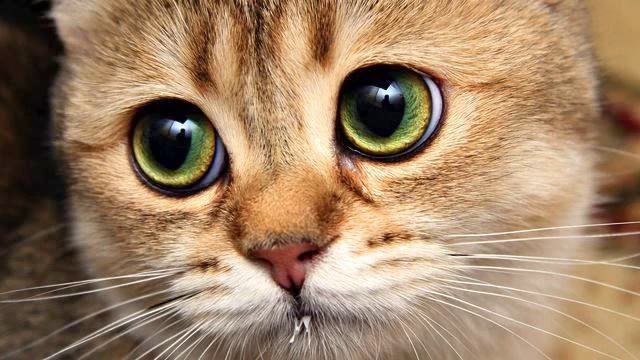 Песня от которой замирает сердце. Очень серьезная... смотреть онлайн