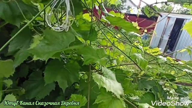 Удачи и фиаско в делах огородных. Прощай рассадник, здравствуй заросший огород. смотреть онлайн