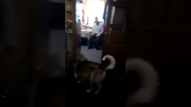 Метис лайки и овчарки смотреть онлайн