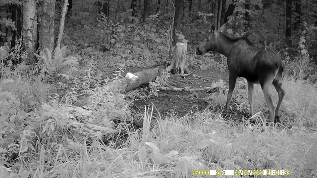 ЛОСИХА С ЛОСЕНКОМ. Видео с фотоловушки. смотреть онлайн