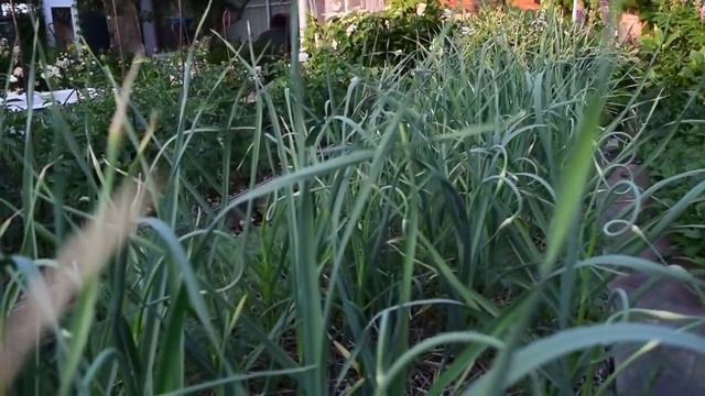 Стрелки у чеснока. Что с ними делать. 24.06.15. смотреть онлайн