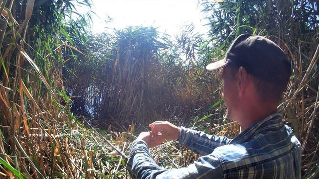 РЫБАЛКА НА ПОПЛАВОК /ЛОВЛЯ В КАМЫШАХ / ЛОВЛЯ КАРАСЯ / ПЛЮС БОНУС смотреть онлайн