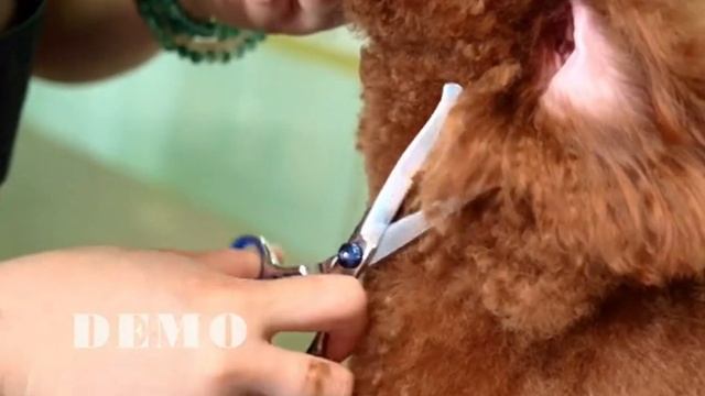 Набор ножниц для ухода за домашними животными