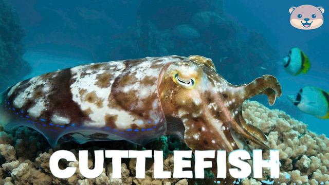 First Words Animals For Kids | Learn Animals Vocabulary | FlashCards Animals | 1 To 2 Years [Part 2