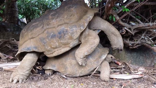 Страсть черепах! Мастер-класс счастливой семейной жизни и долголетия