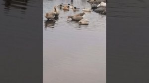 Павловские и Горьковские бойцовые гуси???