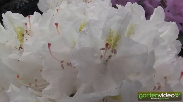 Merkmale der Rhododendron Catawbiense Hybriden смотреть онлайн