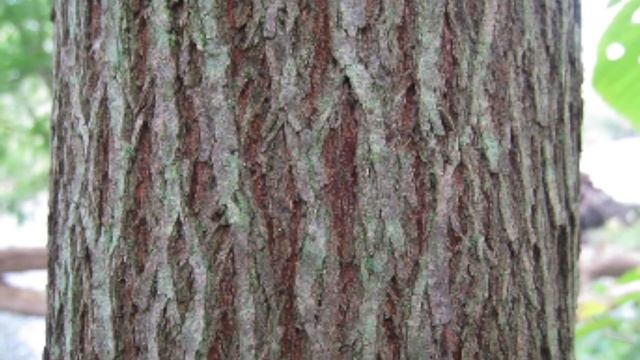 Cercis Canadensis (Fabaceae) Redbud