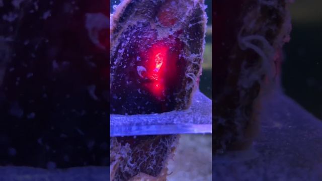 У нас зарождается новая жизнь! Спешите увидеть акулят на выставке «Наутилус» при Зоопарке Удмуртии смотреть онлайн