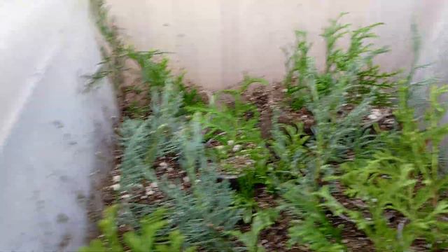 25.12.23.Как выглядят туи ?🌲🌲🌲Прошло 1,5мес.от начала укоренения.🌲 смотреть онлайн