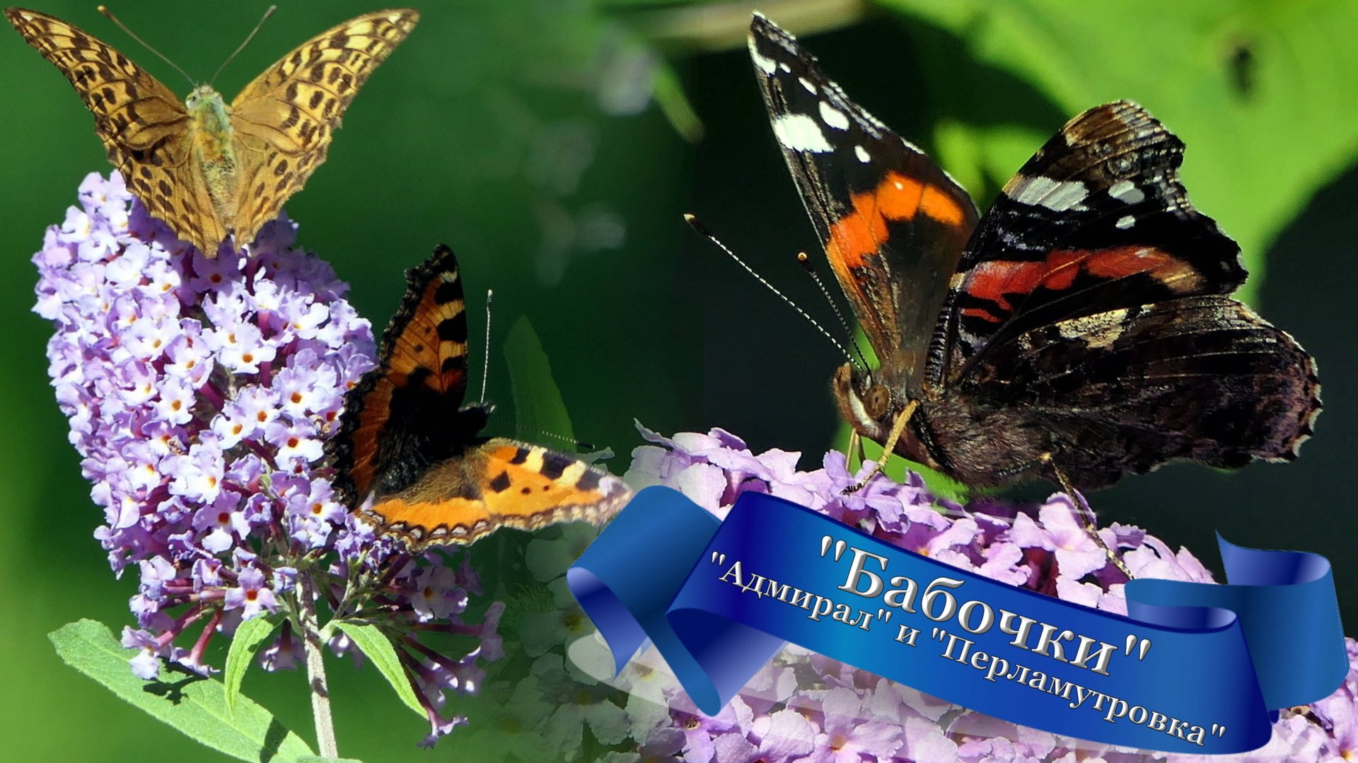 Звуки природы, Пчелы, Стрекозы, Пауки, Бабочка Aдмирал и Павлиний глаз пьют нектар. смотреть онлайн