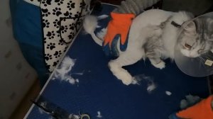 Видео-урок27 по стрижке собак и кошек своими руками с комментарием.