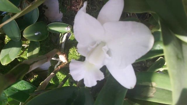 Cattleya Walkeriana Alba