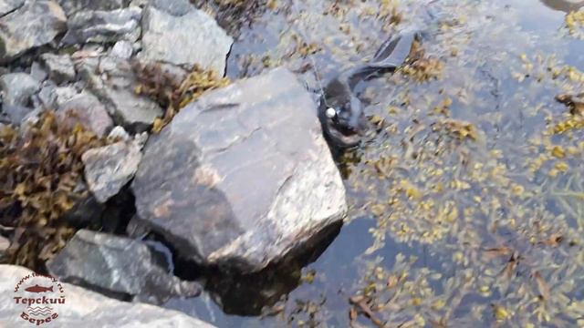 Рыба-монстр / Monster-fish смотреть онлайн